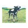 Kocka puzzle, farm